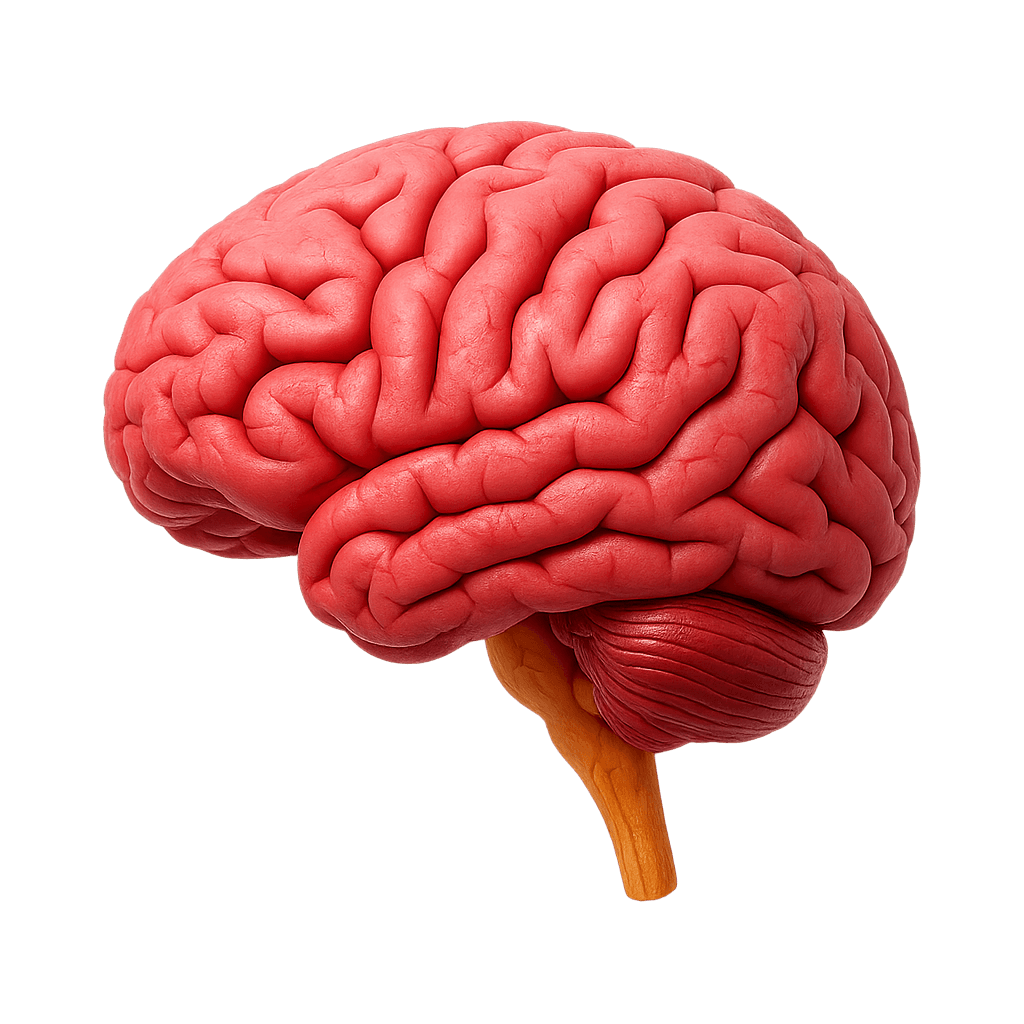 Brain