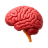 Brain