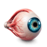 Eye
