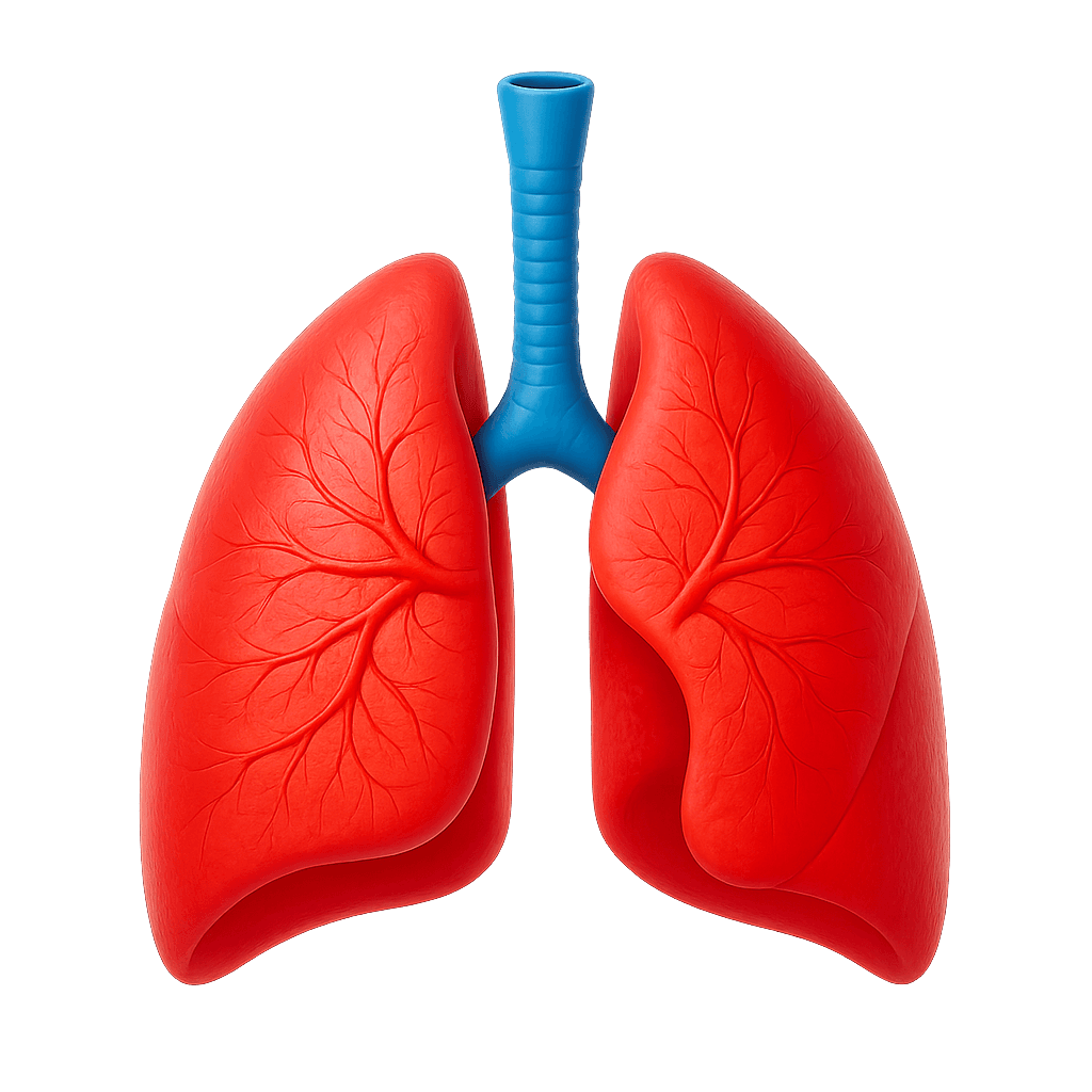 Lungs
